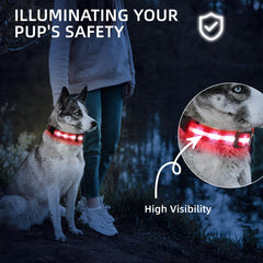 PetIsay adjustable full-length LED dog collar on a dog