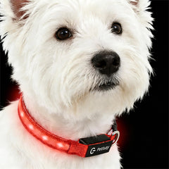 PetIsay Super Bright LED Dog Collar front-lit for visibility