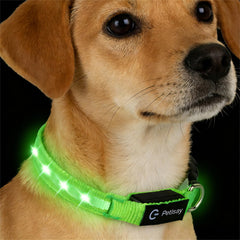 PetIsay Super Bright LED Dog Collar green XS front view with vivid glow for night walks