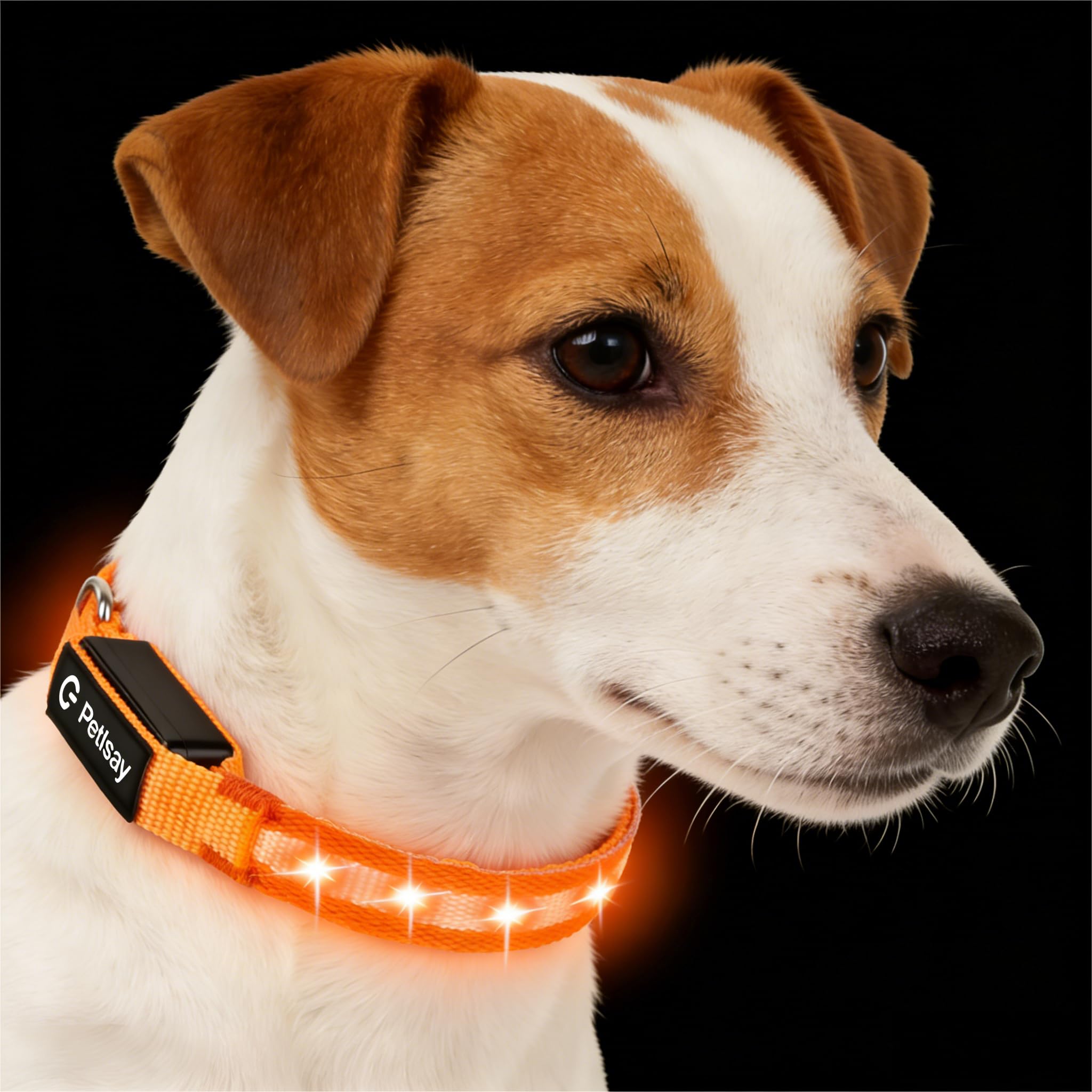 PetIsay Super Bright LED Dog Collar on a dog for enhanced night visibility