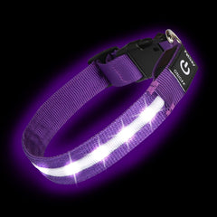 PetIsay super-bright LED dog collar waterproof USB-C recharge for night walks