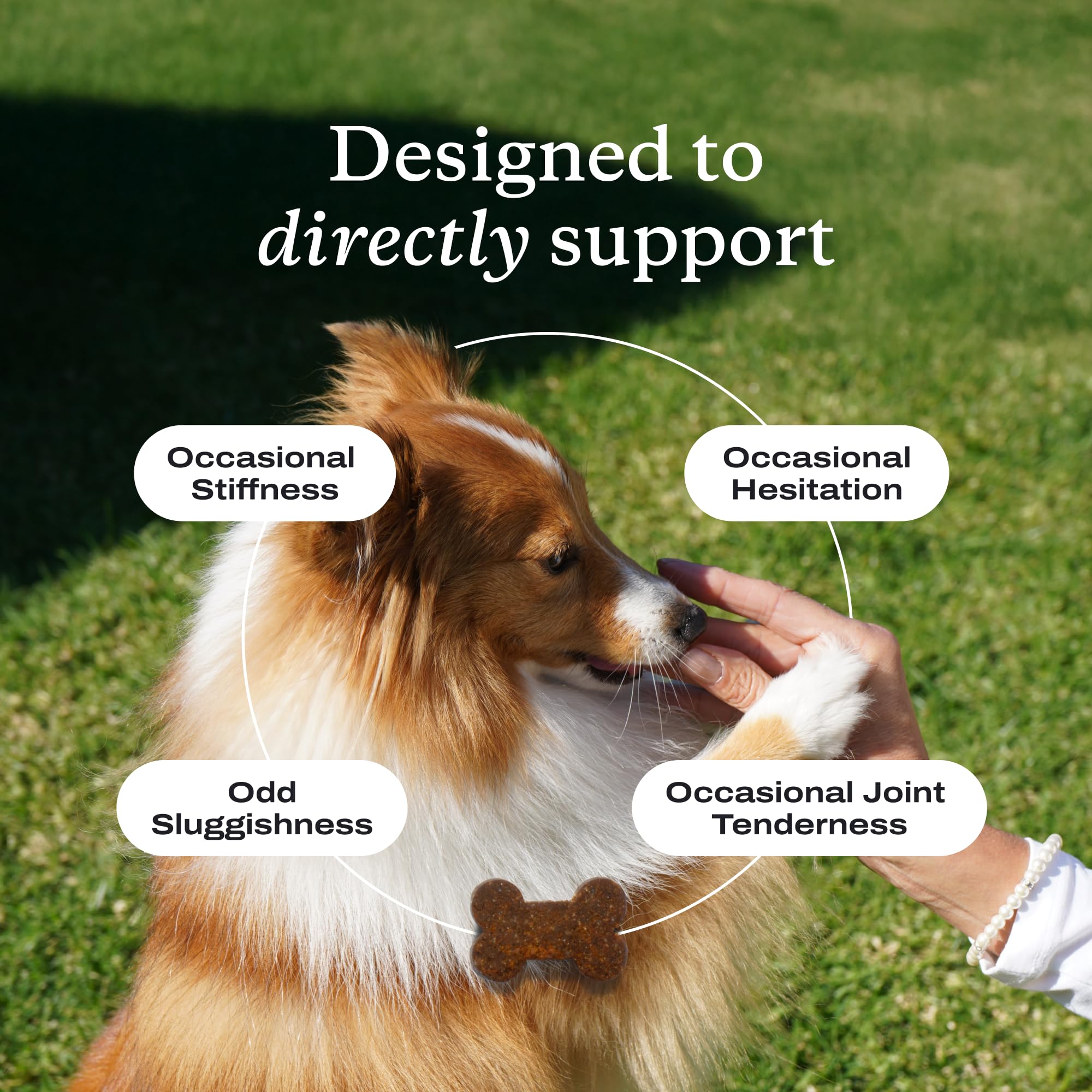 PetLab Co Joint Care Chews ingredients illustration features green-lipped mussels.