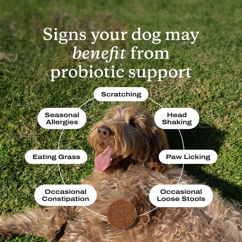 PetLab Co dog probiotics close-up shows tasty pork flavor and palatable texture