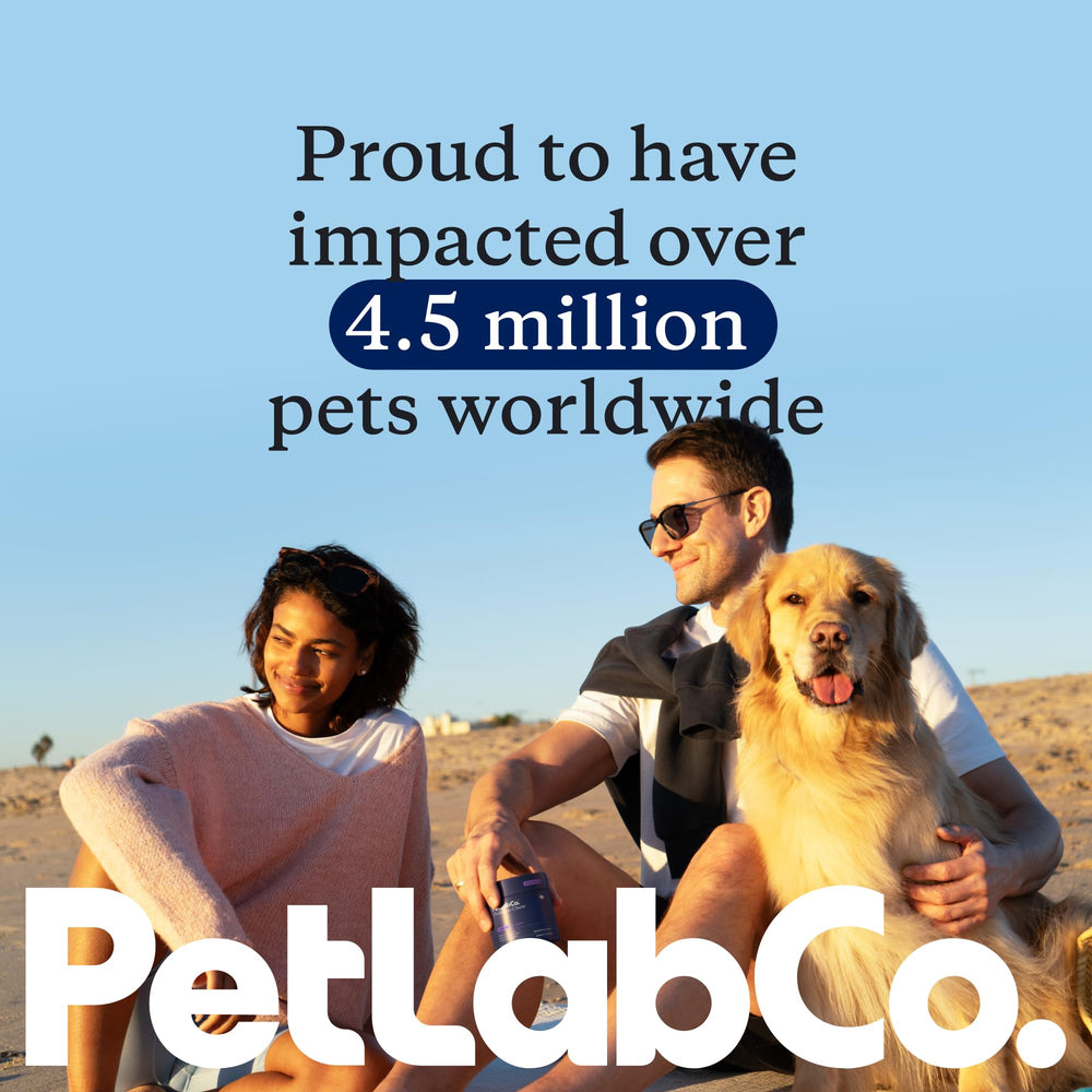PetLab Co probiotic chews shown with dog during mealtime supporting digestion