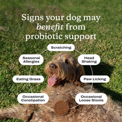PetLab Co. Probiotics paw-licking support image suggests balanced yeast levels.