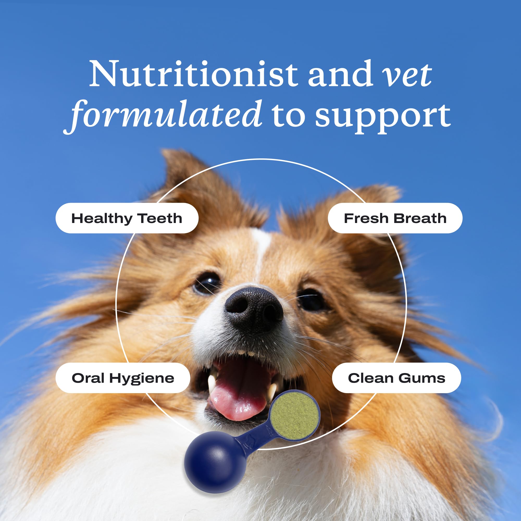 PetLab Co ProBright applied by owner to a small dog's teeth.