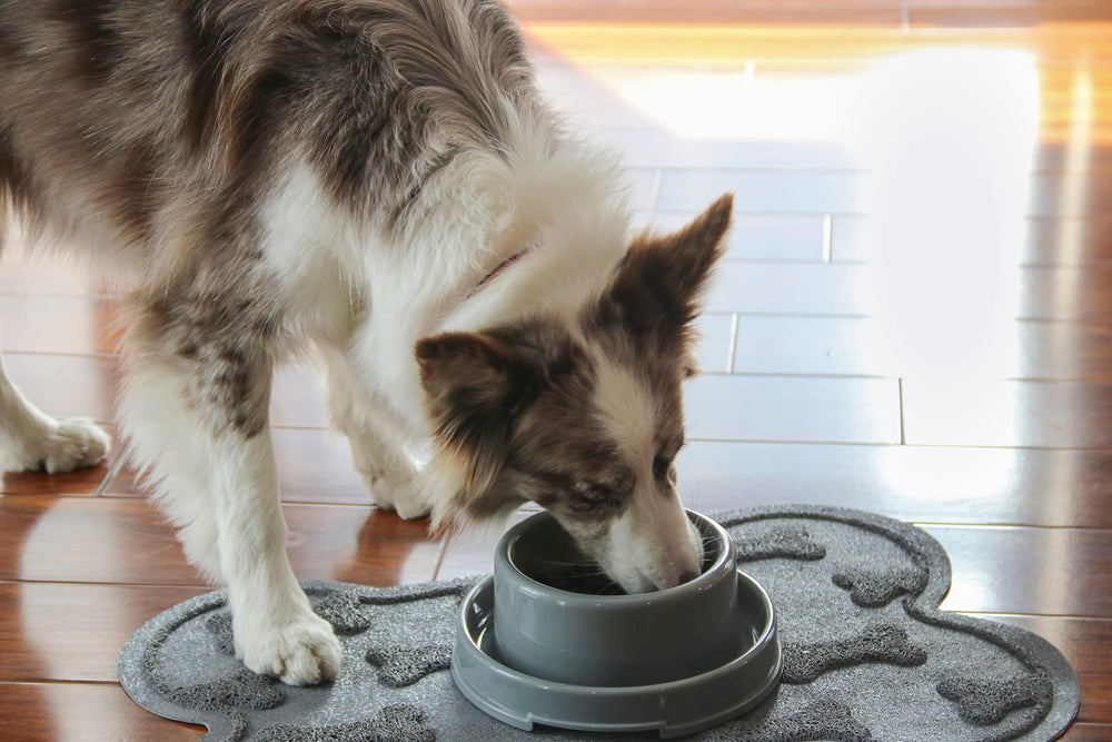 PetLike juego de dos cuencos para comida y agua al mismo tiempo