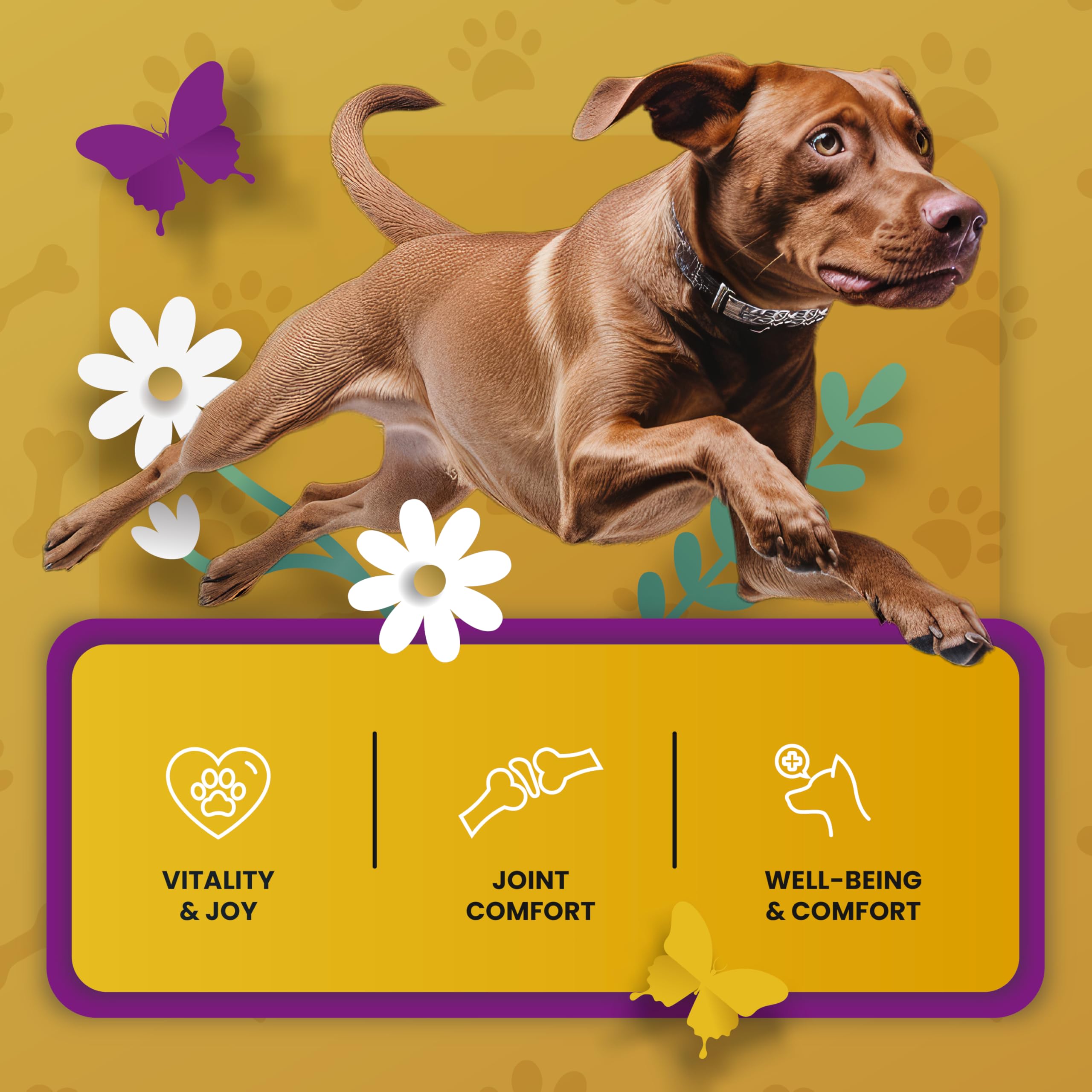 PETMADE grape seed extract helps sustain healthy joints in active dogs.