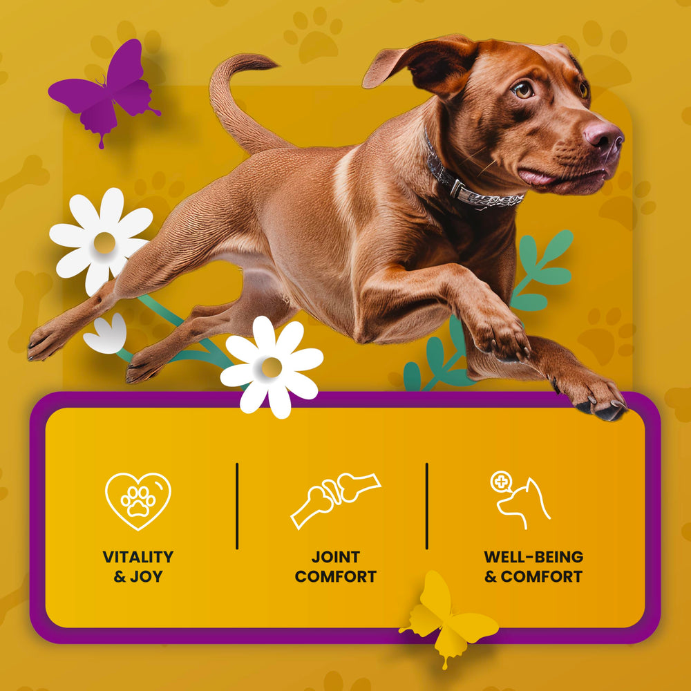 PETMADE grape seed extract helps sustain healthy joints in active dogs.