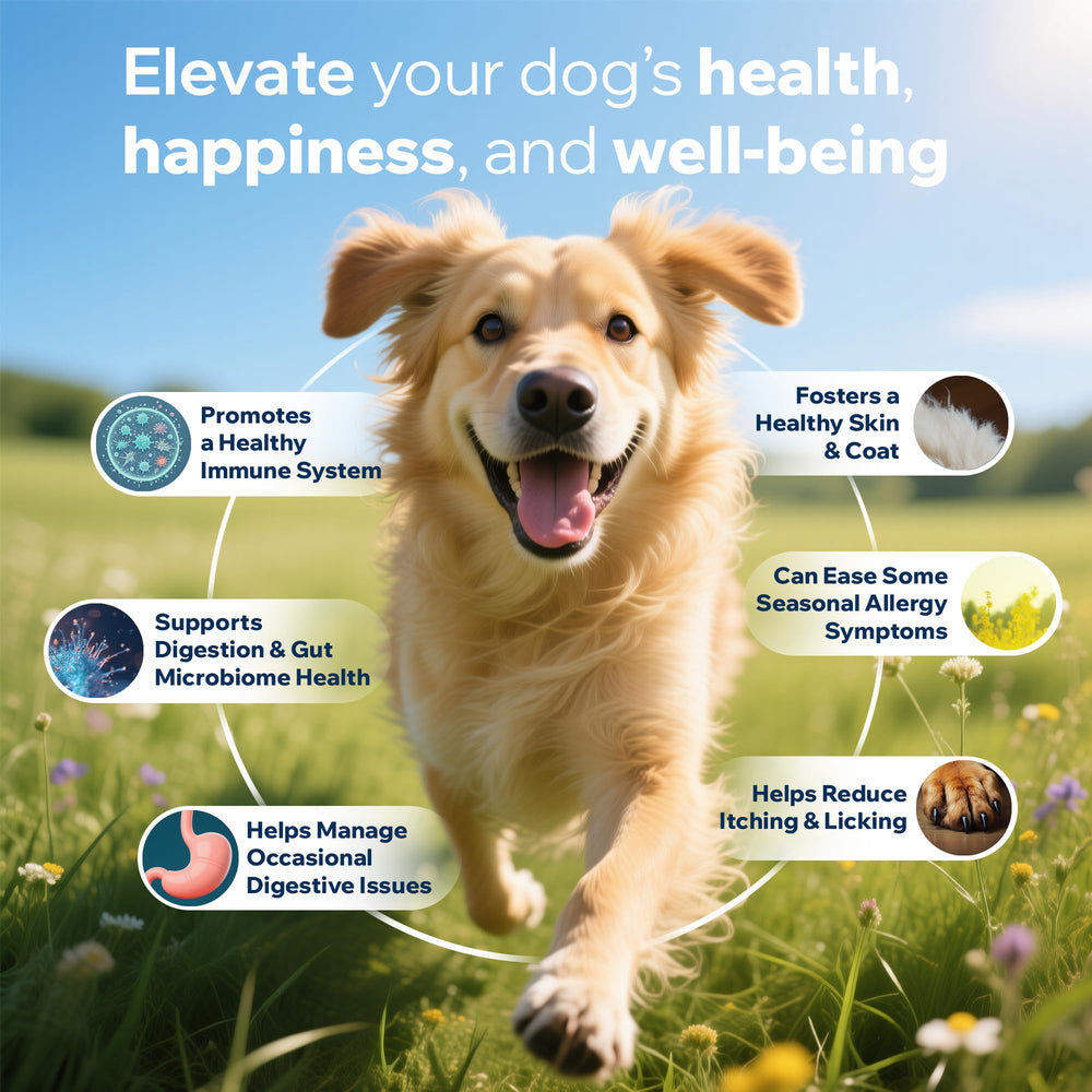 PETOPTIMUM bowel-regularity-support chews indicating steady digestion in daily routine