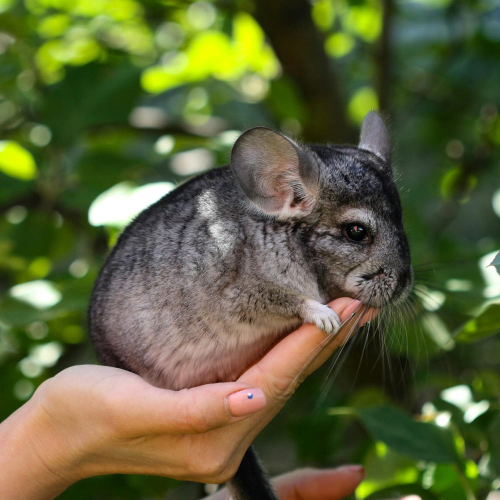 Petpost Chinchilla Bath Dust for a happier, well-groomed coat.