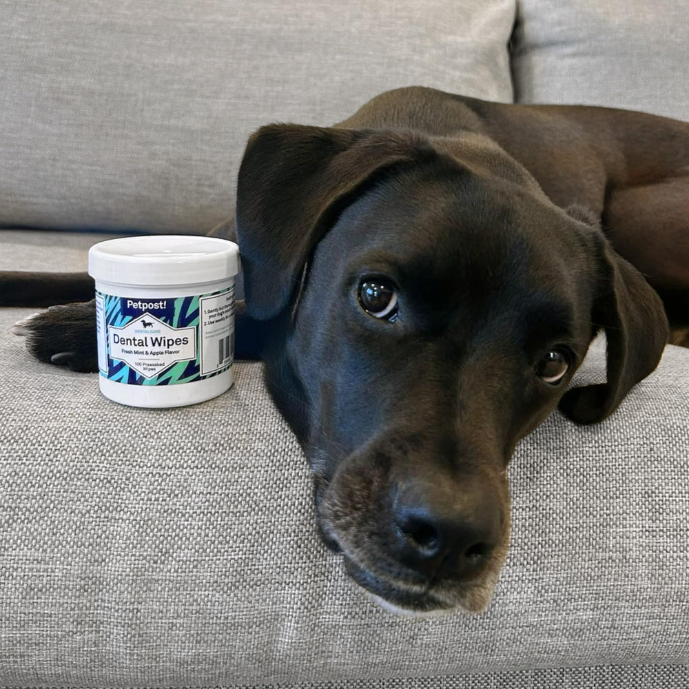 Petpost Dental Wipes for Dogs daily-care aid supports regular dental routines.