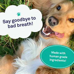Petpost Dental Wipes for Dogs packaging highlights USA-made production and eco-friendly care.