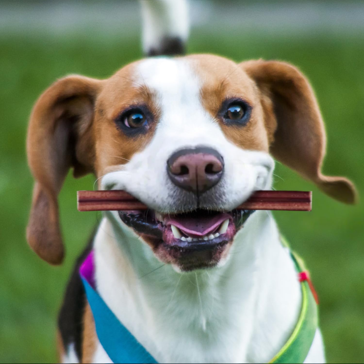 PETPURO dental-friendly chew - may help reduce tartar buildup during chewing.