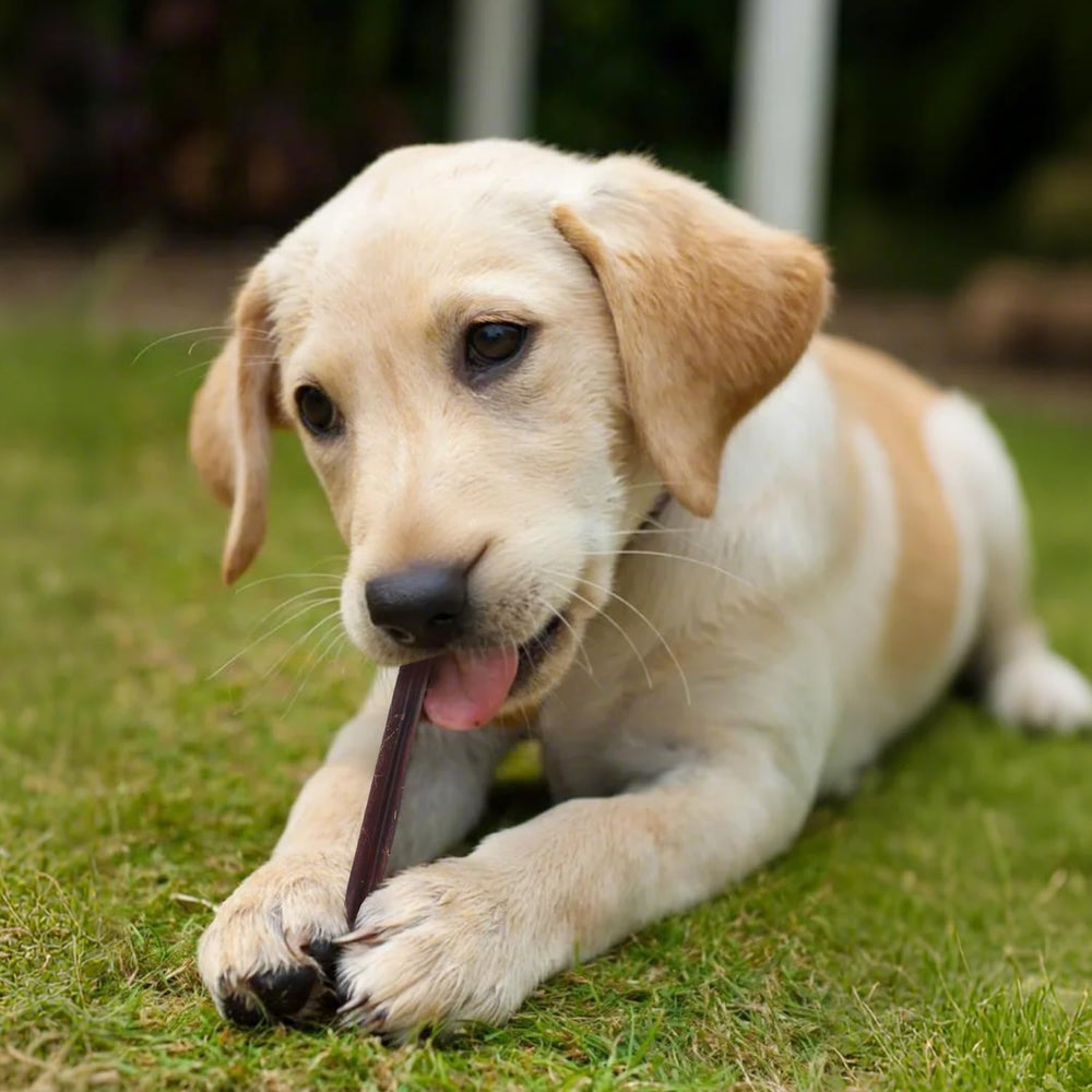 PETPURO long-lasting chew pack - hours of engagement for busy dogs.
