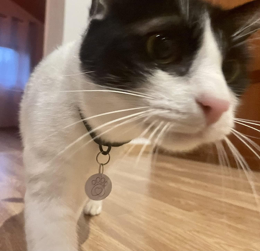 PETQUALITY SureFlap key fob with cat-friendly, independent-entry design