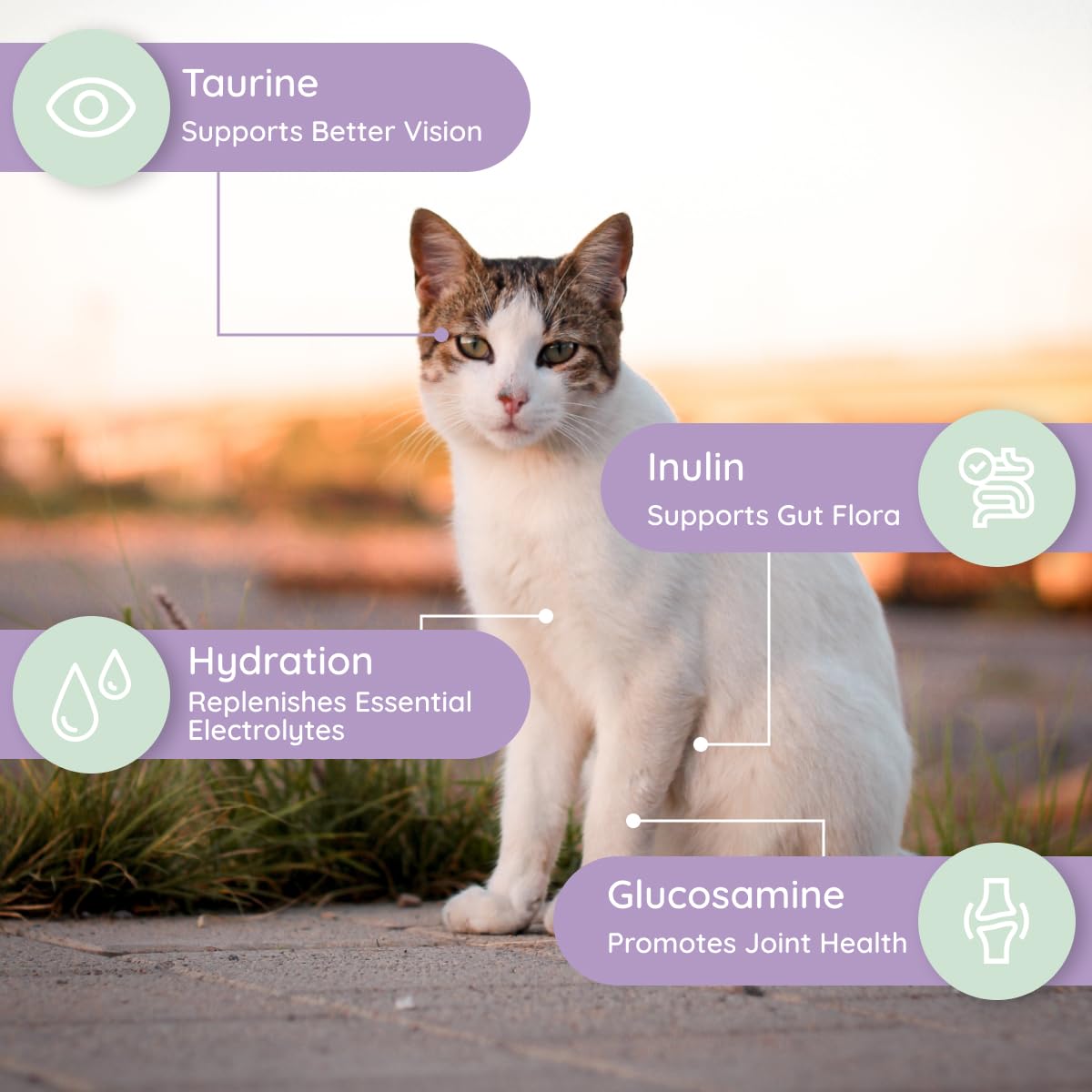 Petralyte cat taurine supports heart health and eye function