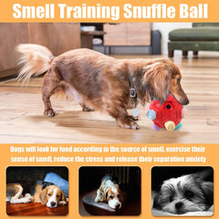 Petration Snuffle Ball used indoors during rainy day enrichment