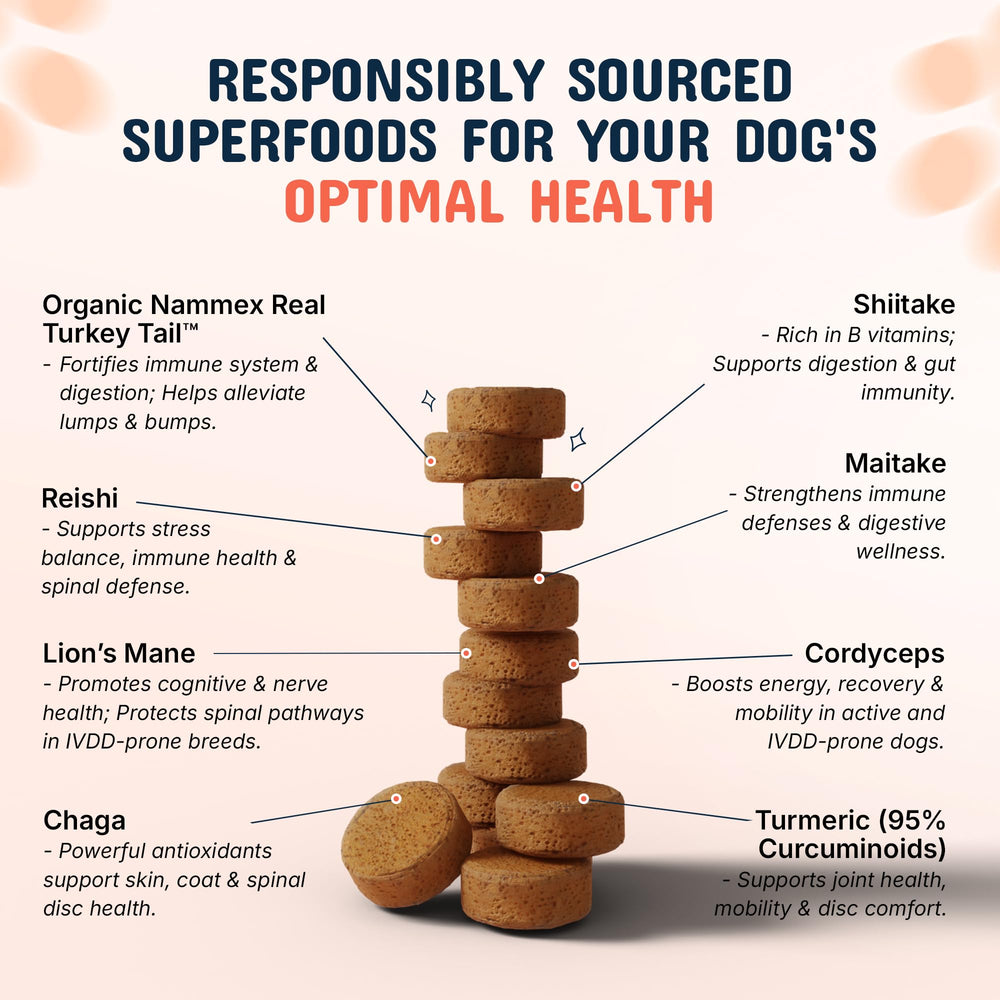 Pets Are Kids Too real turkey tail mushrooms image highlighting real ingredients for immune support.
