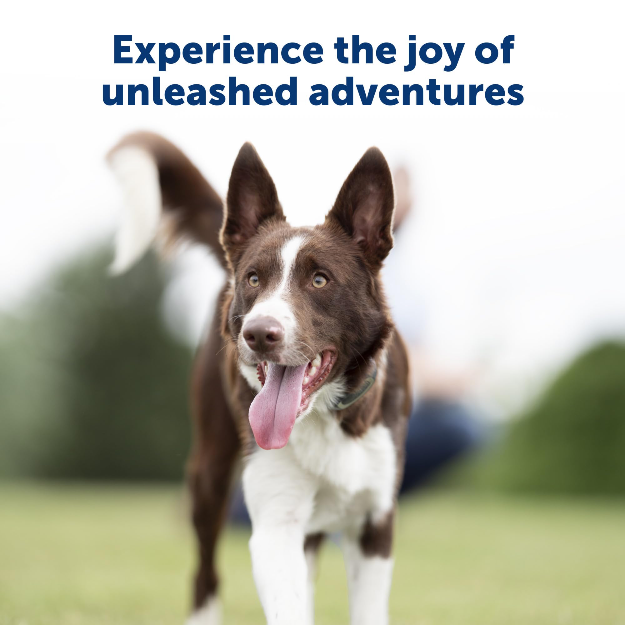PetSafe 900-yard range in action: dog on trail.
