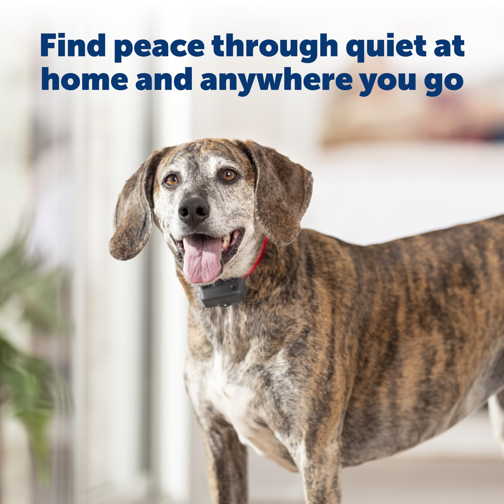 PetSafe Basic Bark Control Collar on a dog during training with visible adjustable strap