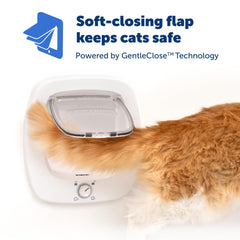 PetSafe Big Cat Door interior-exterior use for flexible room-to-room exploration.