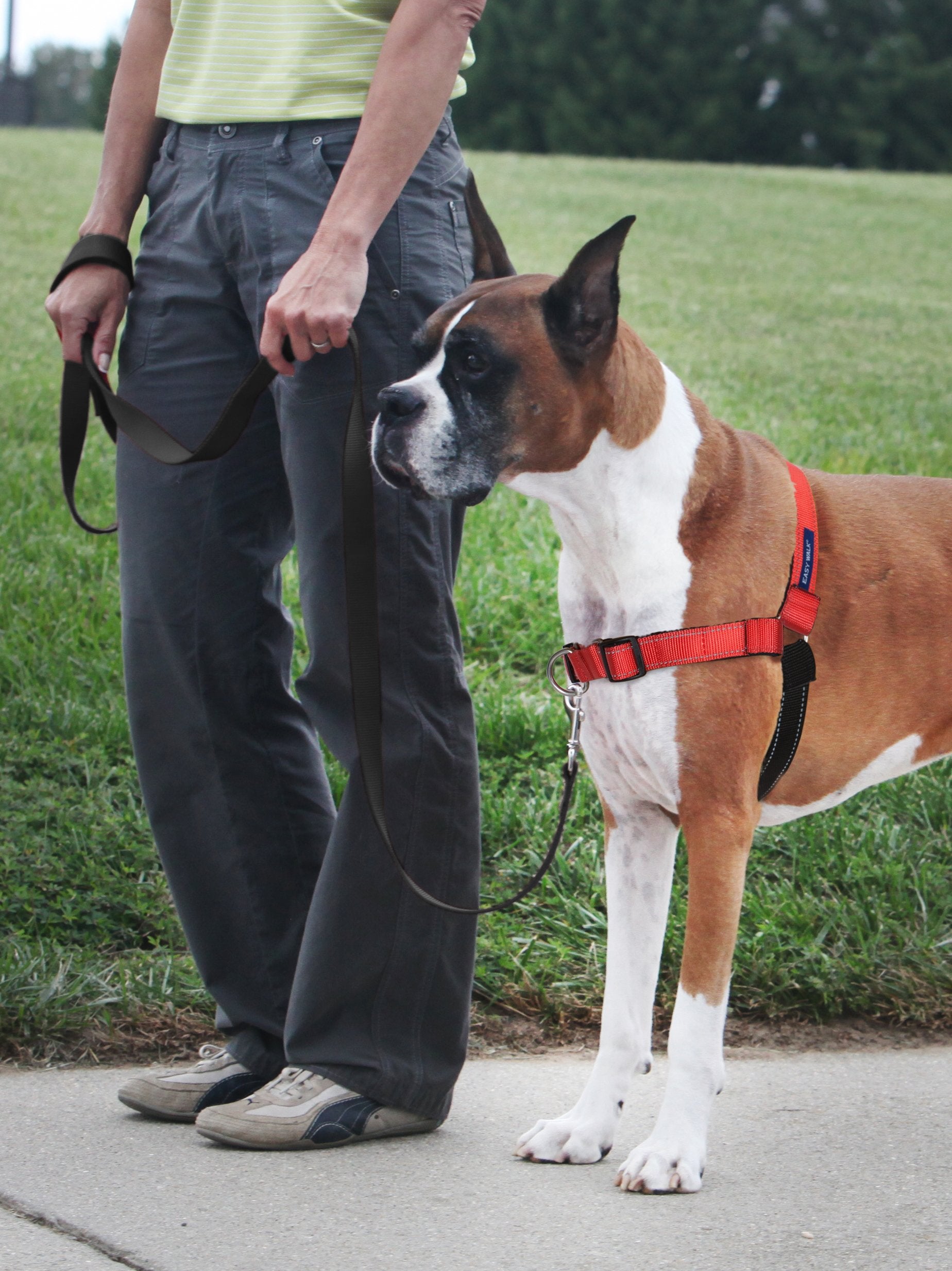 PetSafe Deluxe Easy Walk Harness Martingale loop provides gentle steering guidance