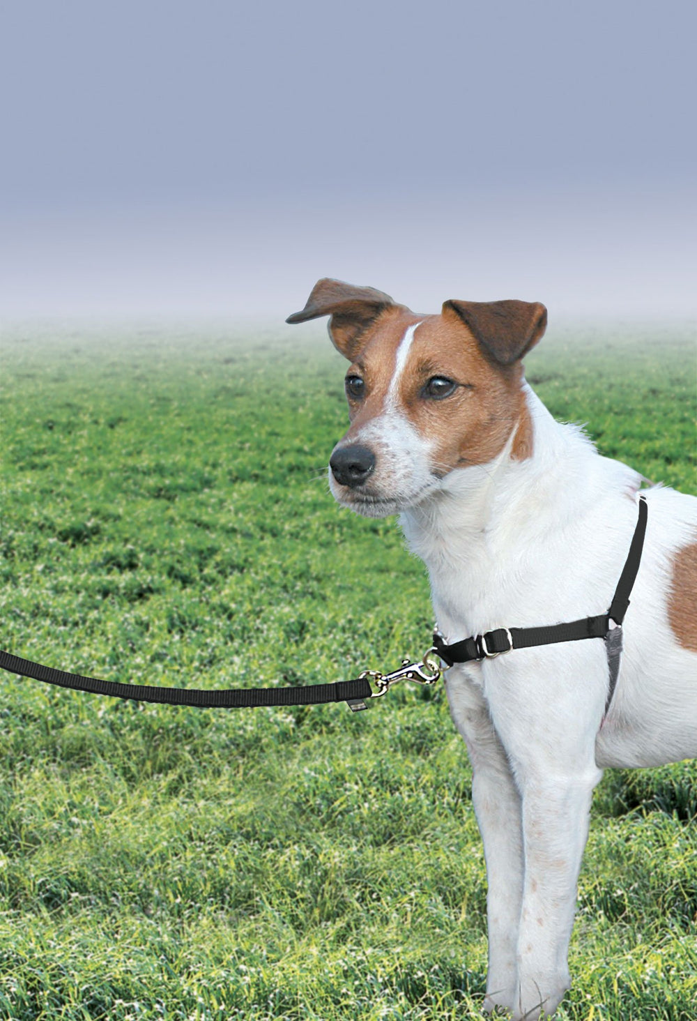 PetSafe Easy Walk en uso diario, arnés de pecho para guia suave