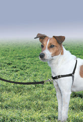 PetSafe Easy Walk en uso diario, arnés de pecho para guia suave