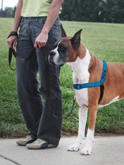 PetSafe Easy Walk Deluxe neoprene straps provide cool comfort during walks.