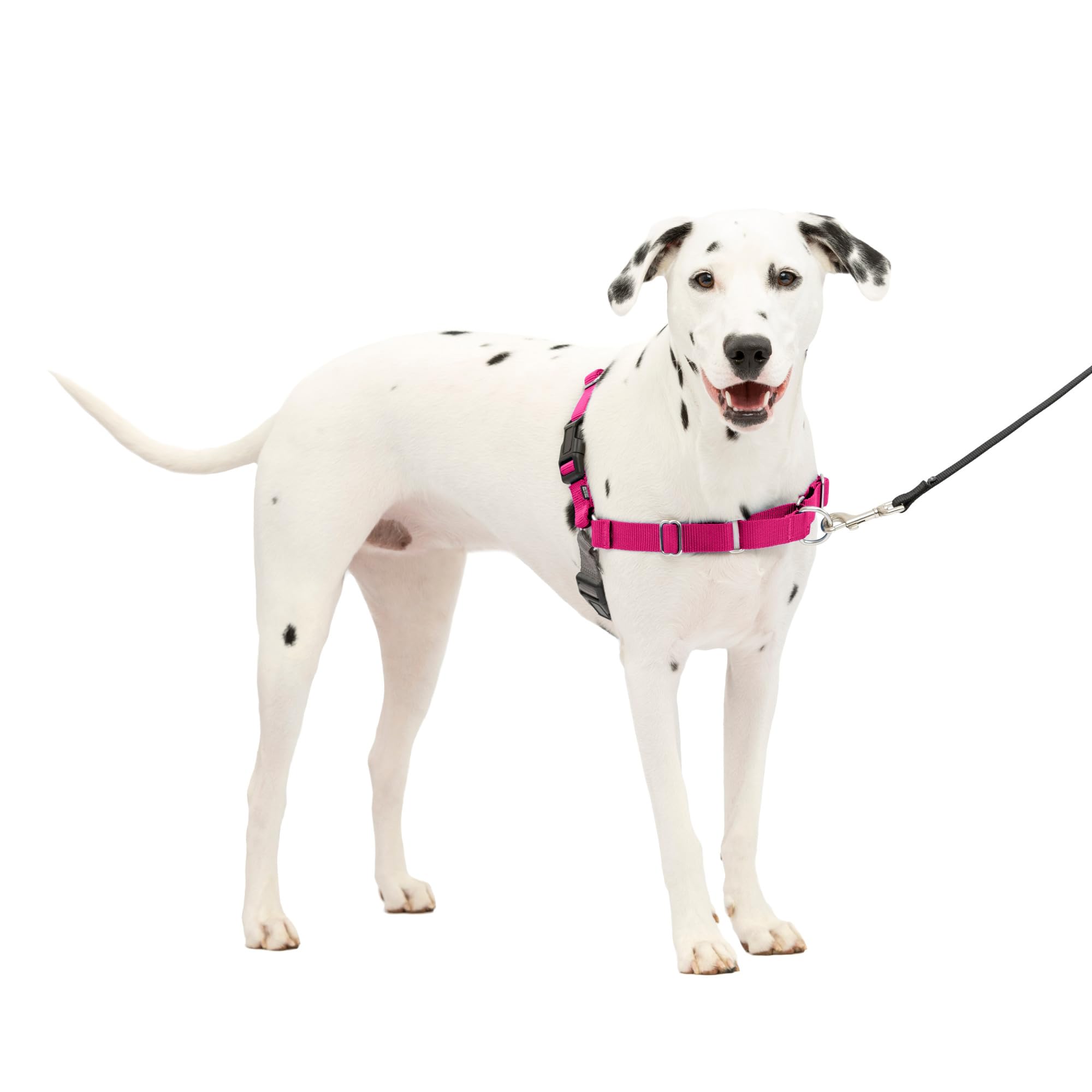 PetSafe Easy Walk harness front view in raspberry gray showing front leash attachment