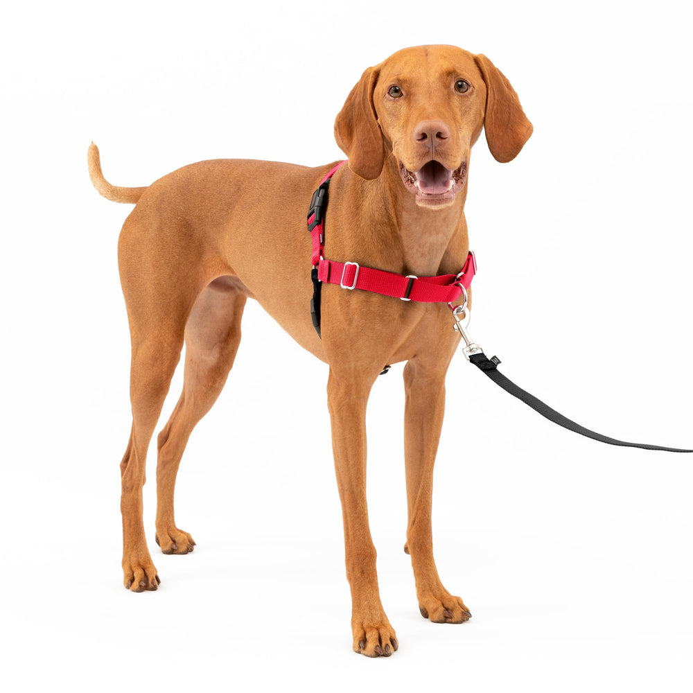 Petsafe Easy Walk harness front view shows gentle, pull-free control during daily walks.