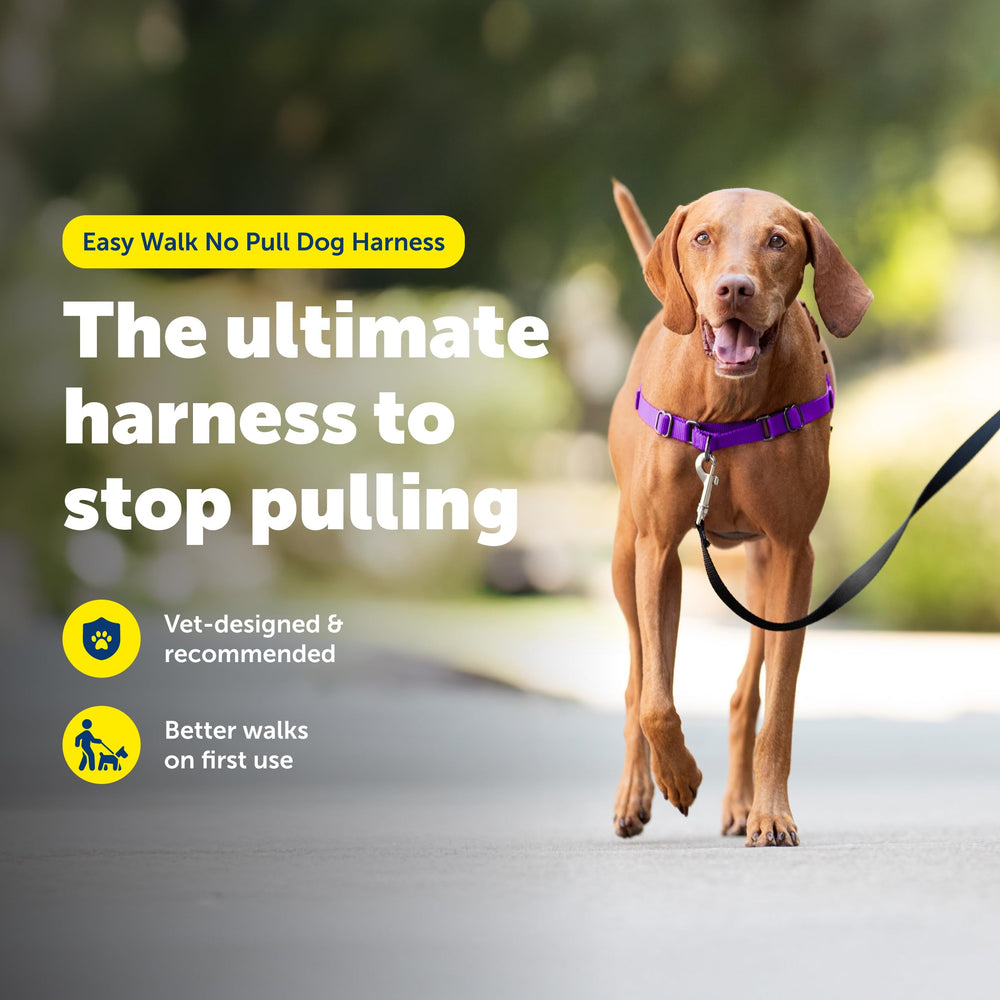 PetSafe Easy Walk martingale loop detail highlighting safer steering design