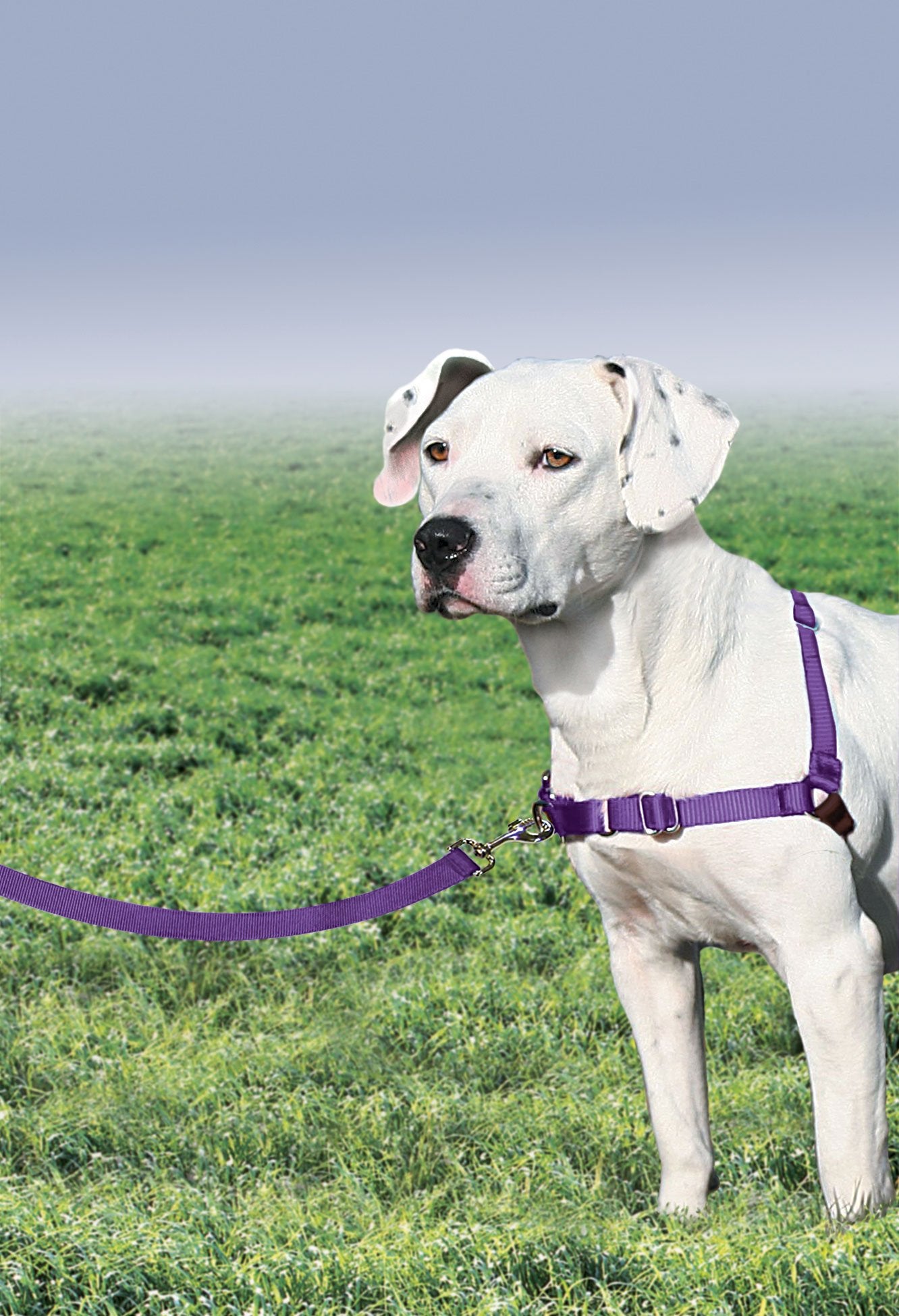 PetSafe Easy Walk harness side view showing lightweight breathable fit during long strolls