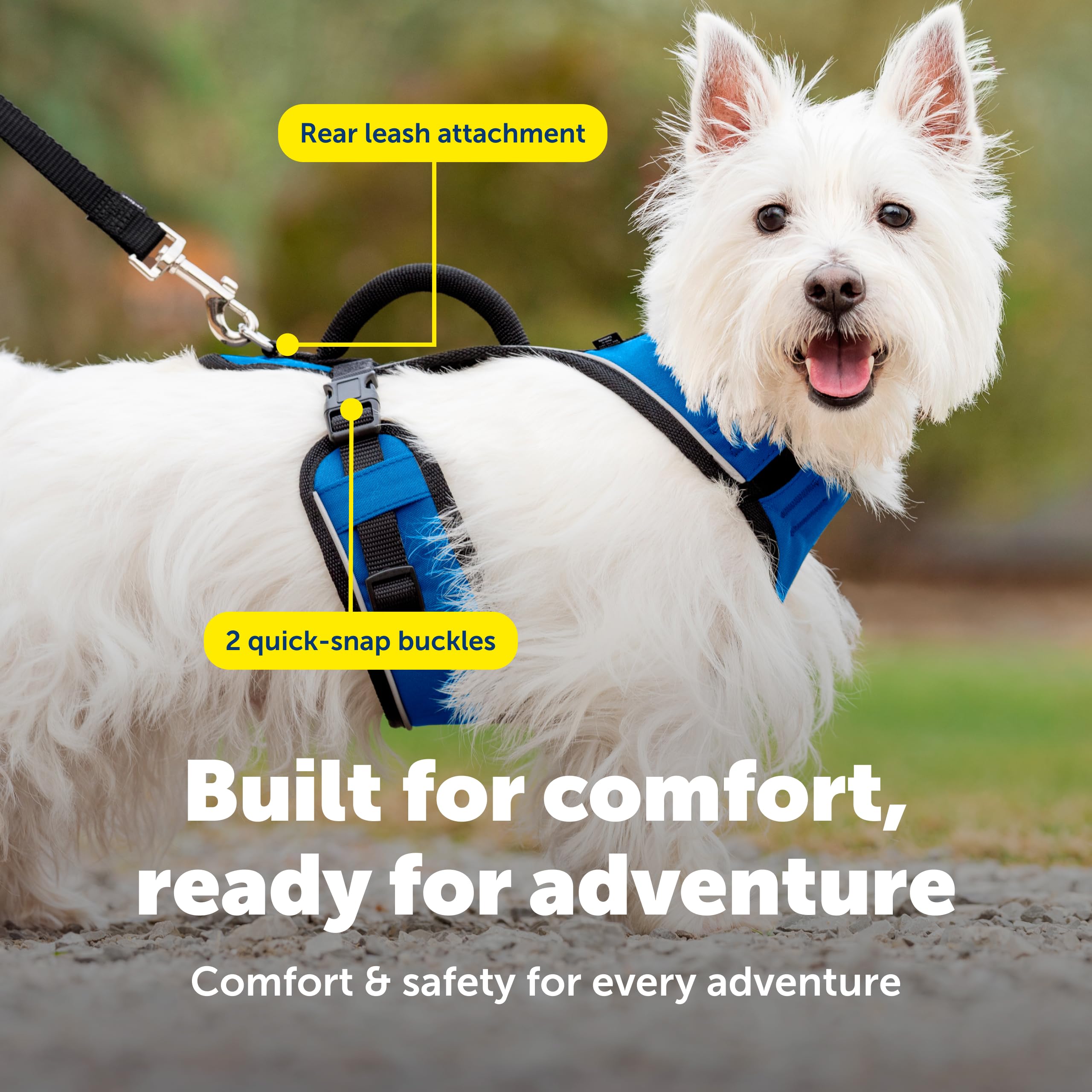 PetSafe EasySport rear-leash attachment in use during play.