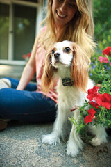 PetSafe Elite Little Dog low battery indicator for timely replacements.