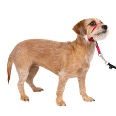 PetSafe Gentle Leader collar nariz acolchado para paseos más tranquilos y controlados.