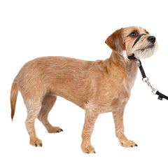 PetSafe Gentle Leader headcollar on dog with padded nose loop for calm control during walks.