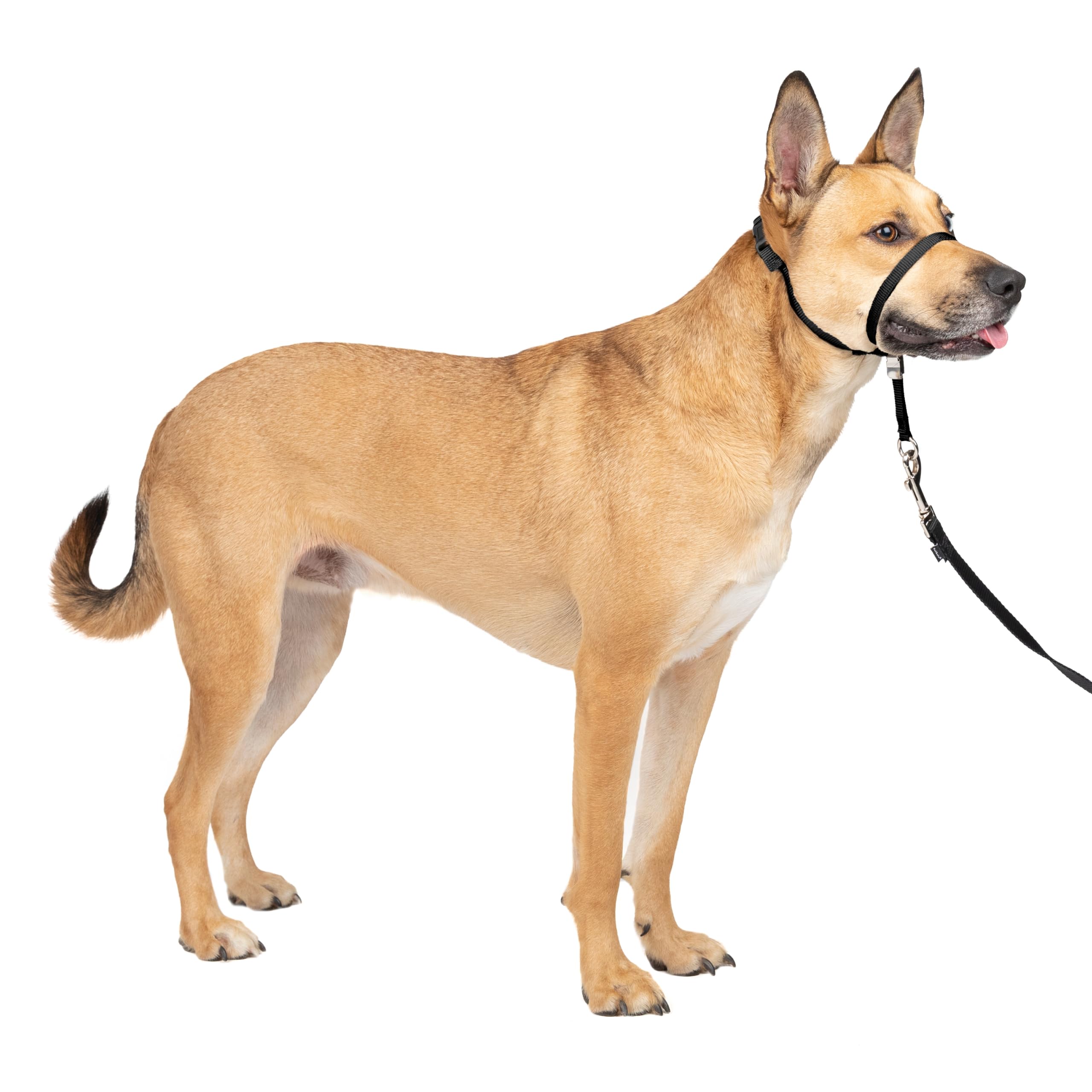 PetSafe Gentle Leader nariz acolchada para paseos más controlados.