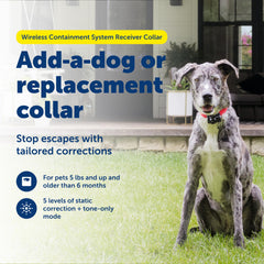 PetSafe receiver collar worn by dog showing waterproof durability for outdoor use