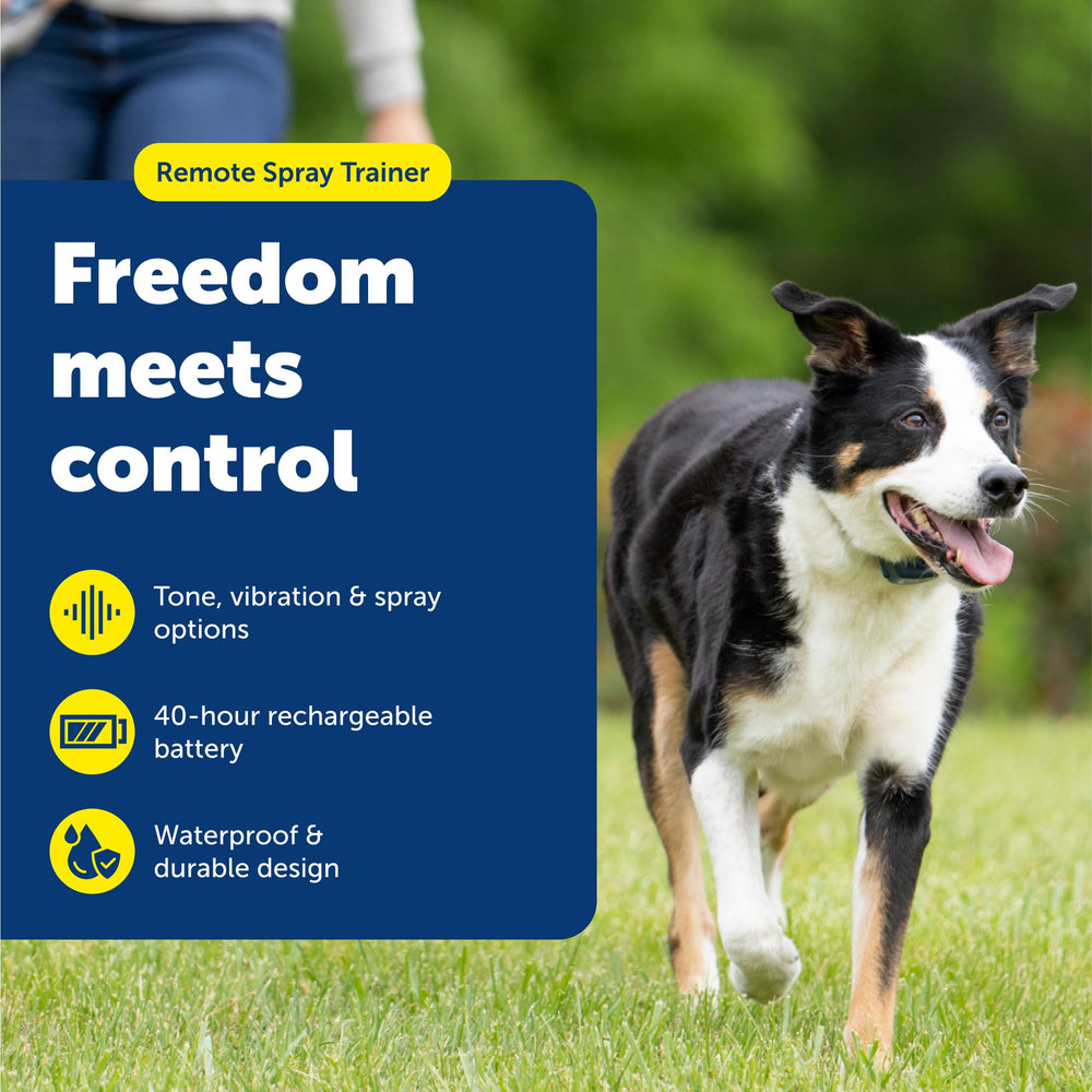 PetSafe remote spray trainer in action with a dog using mode options for sensitive dogs