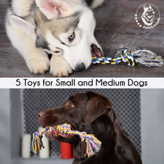 Pets&Goods dental-cleaning rope demonstrates gum massage during chewing.