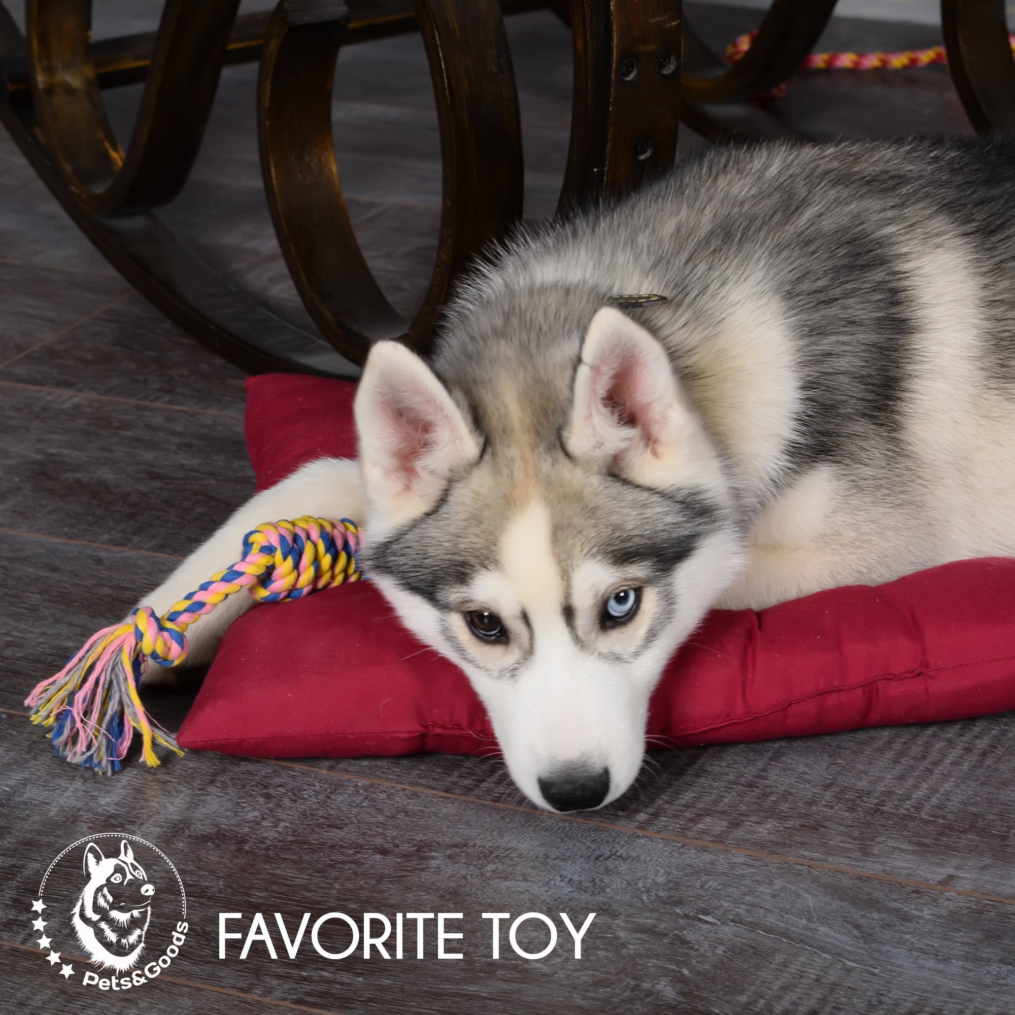 Pets&Goods small/medium dog enjoying a chew with rope toy.