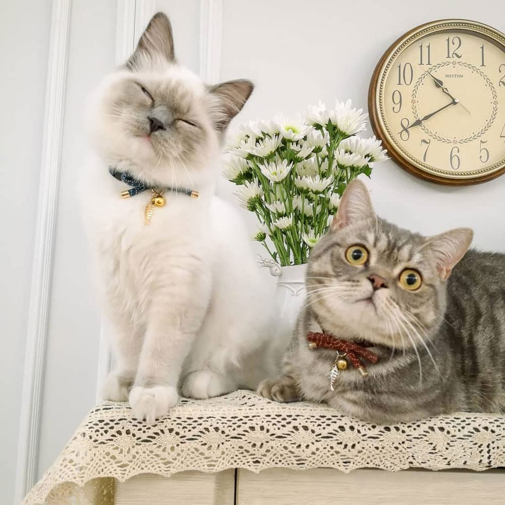 PetSoKoo collar versátil para gatos de todas las edades y sexos.