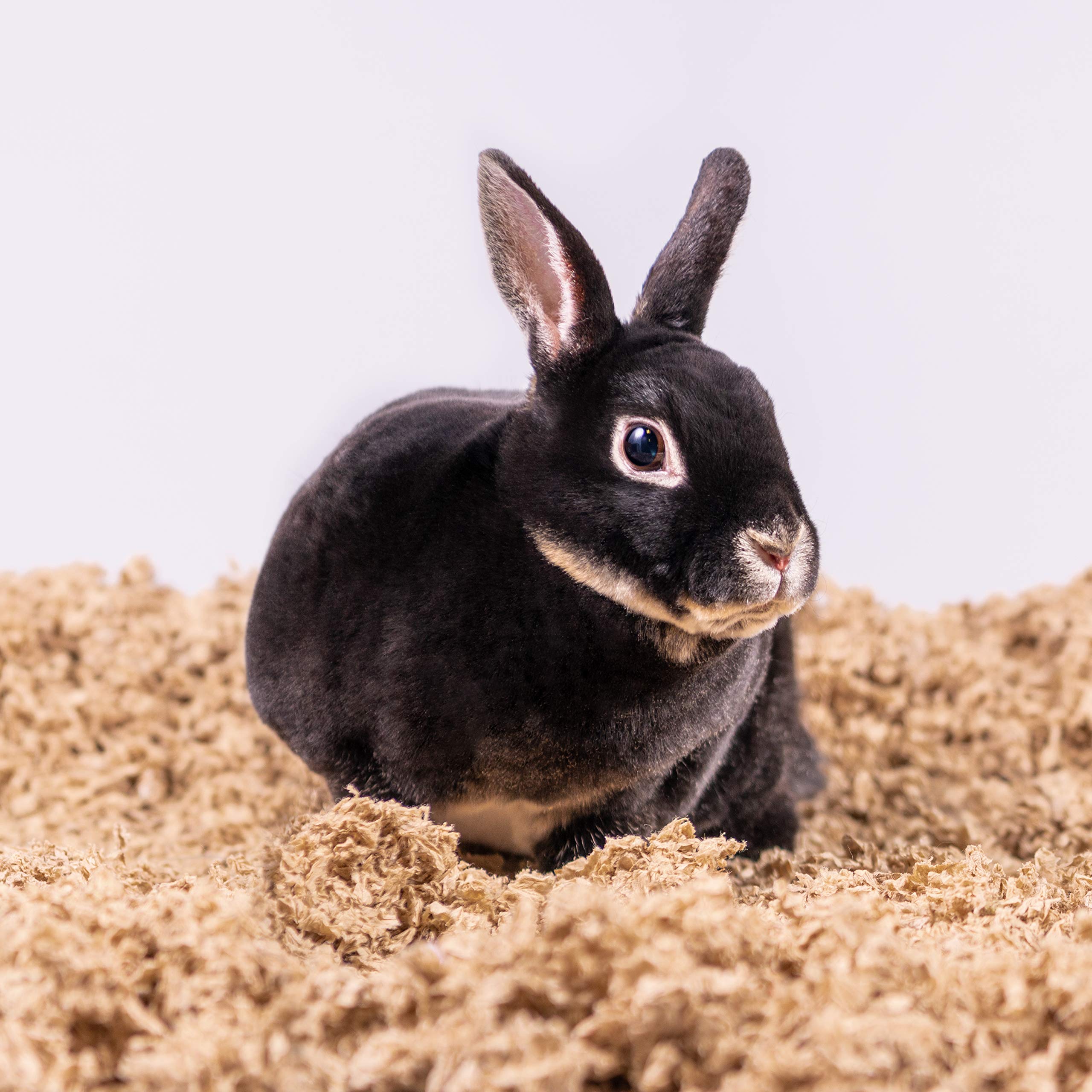PETSPICK dust-free bedding helps keep your pet’s habitat cleaner and more comfortable.