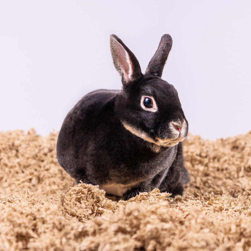 PETSPICK dust-free bedding helps keep your pet’s habitat cleaner and more comfortable.
