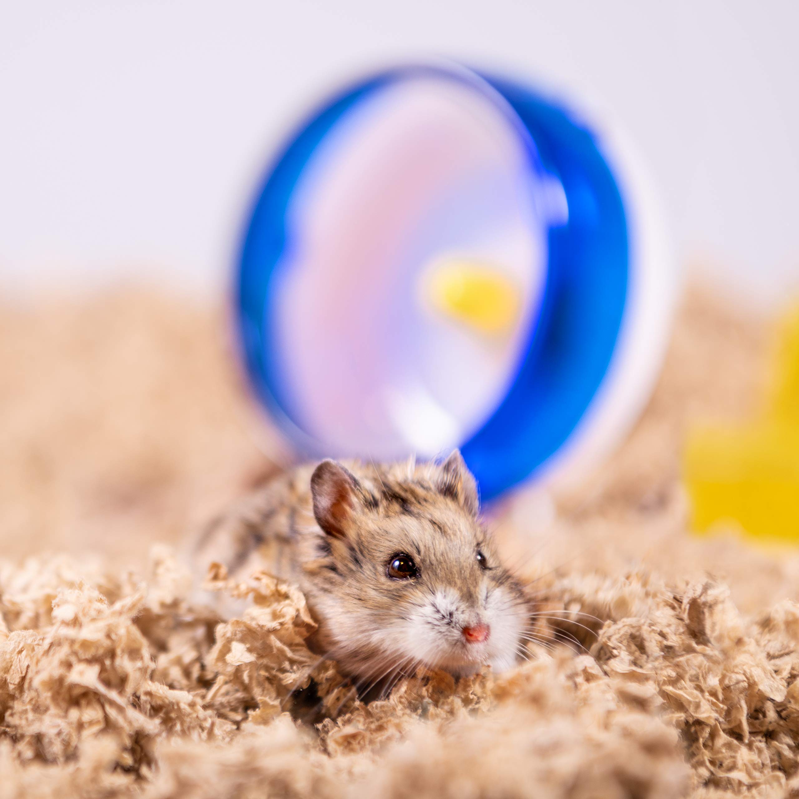 PETSPICK eco-friendly small-animal bedding supports sustainable, responsible pet care.