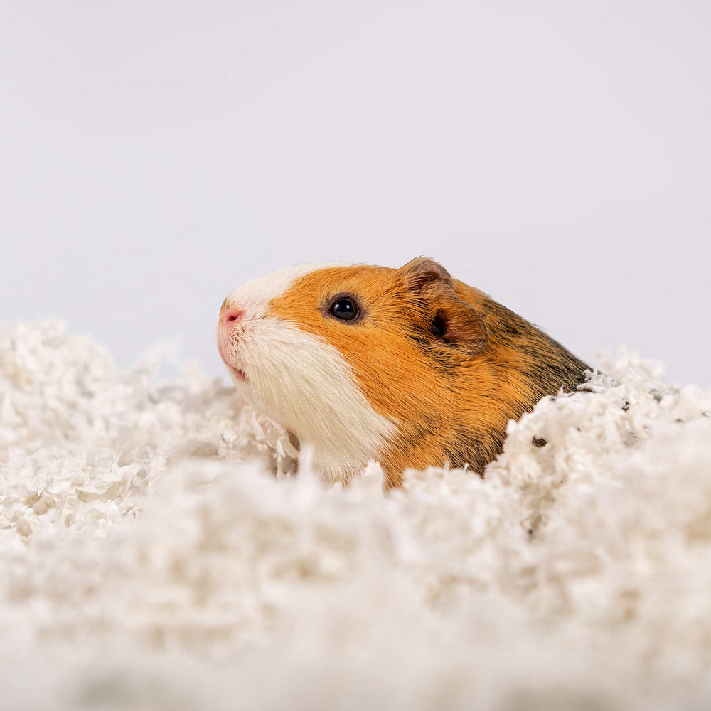 PETSPICK Uber Soft Paper Bedding absorbs moisture up to six times its weight, keeping the cage drier.