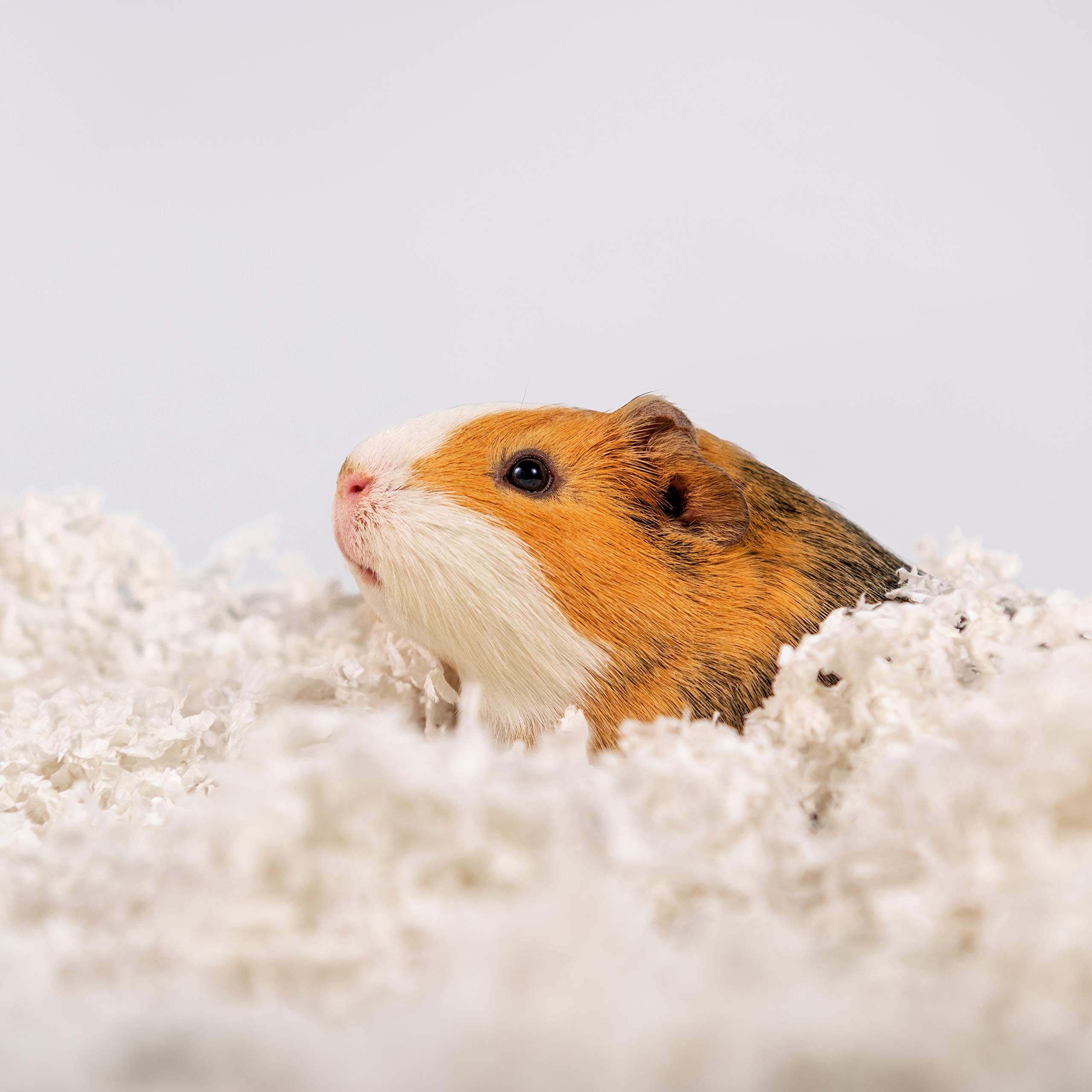 PETSPICK Uber Soft Paper Bedding multi-species use in a shared enclosure.