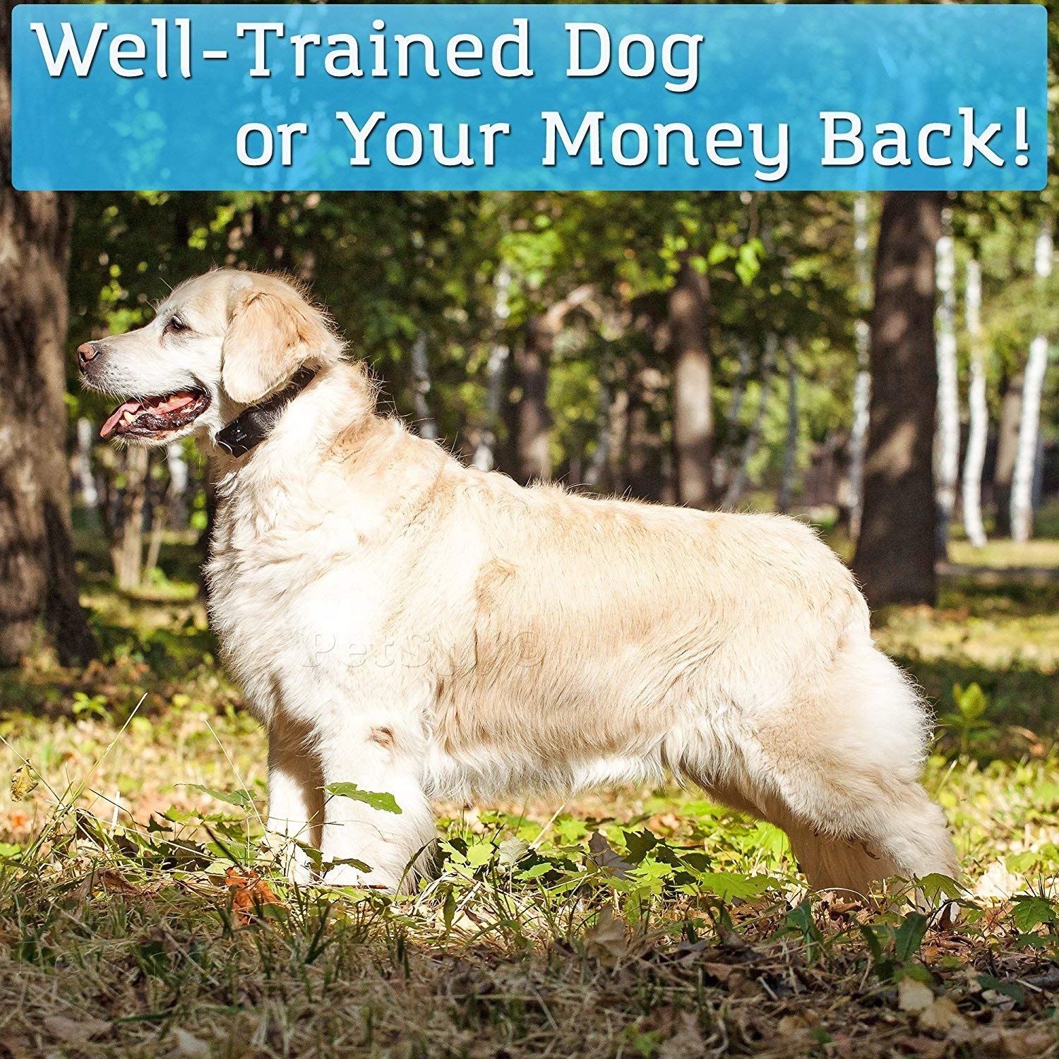 PetSpy universal-size dog collar fits 10-140 lbs for versatile training.